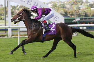 Karaka Graduate Lincoln Blue (NZ) Does It Again In Salver. Photo: Trish Dunell.